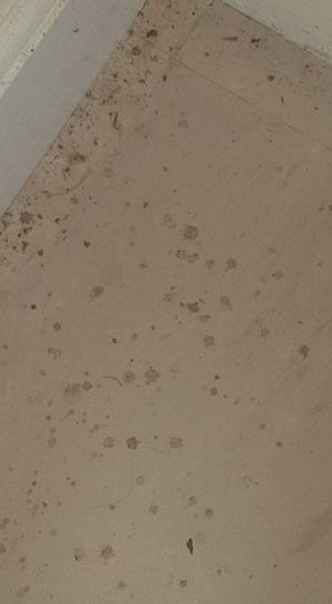 Dampness problems in Katie Whitehouse's flat. Credit: Katie Whitehouse