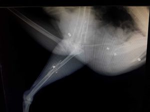 X-ray of the peacock who was shot by an airgun in Shropshire