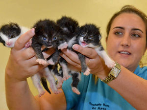 Supporting image for story: Dumped in a bush and hours from death: Meet the four kittens in need of a new home
