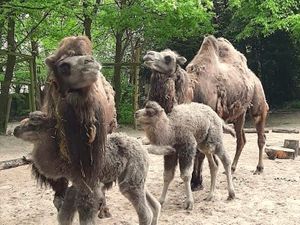 Supporting image for story: Jubilee and Queenie are latest arrivals at Dudley Zoo