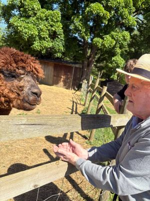 Martin having a fantastic morning feeding the Alpacas.