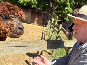Martin having a fantastic morning feeding the Alpacas. 