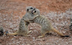 Telford Exotic Zoo has moved into the town park