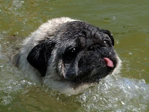 Supporting image for story: 5 weird ways to keep cool in the hot weather, taking inspiration from animals