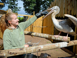 Supporting image for story: Pascal the escaped baby pelican back home at zoo after tour of the Black Country