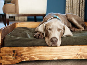 Supporting image for story: Travel: Dog’s life isn’t too bad at Tewkesbury Park Hotel