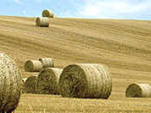 Supporting image for story: Farmers are winners as land demand falls