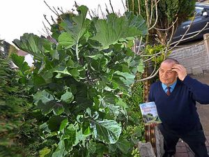 Supporting image for story: It's eight-feet tall and tasty, but I've no idea what it is