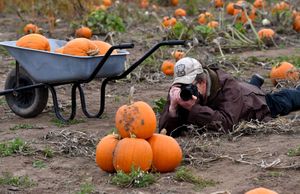 Pumpkins at Little Wytheford Farm, near Shawbury. Photo: Tim Thursfield