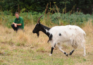 Farmer Jim Franklin with s Bagot goat in the east walled garden at the Shugborough Estate