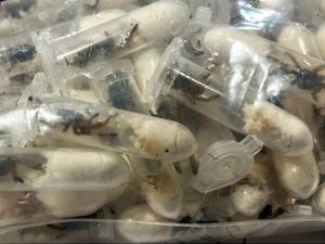 Supporting image for story: German customs officials find tarantulas hidden in spongecake boxes