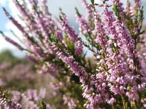 Supporting image for story: Lichfield council looking to recovery and future of nature