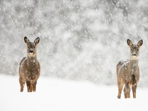 Supporting image for story: Peter Rhodes on deer, cartoons and His Majesty's struggle with a favourite dance