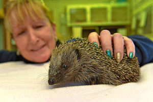 This hedgehog was treated after being impaled with a pole