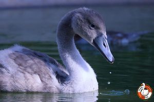 The wildlife rescue charity say the cygnets are "doing brilliantly". Photo: Cuan Wildlife Rescue