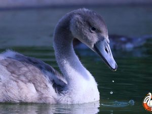 Supporting image for story: Watch: Joy as rescued Newport cygnets released back into the wild after tragic loss of parents