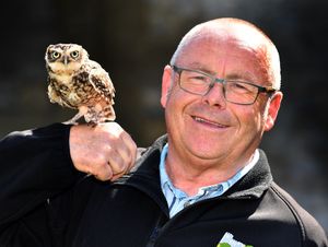 A little bird tells me you're retiring.... Derek Grove, director at Dudley Zoo, who is leaving after 45 years, with Pascal the owl.