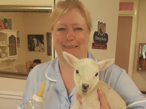 Supporting image for story: Olds folks at care home not sheepish about lamb cuddles