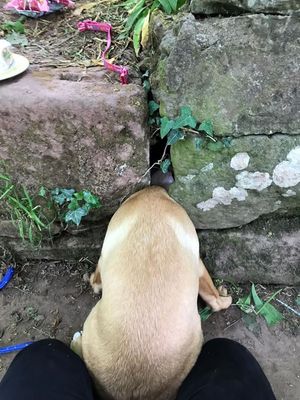 Ruby was trapped and needed the help of the fire service. Picture: Shropshire Fire and Rescue Service.