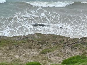 Supporting image for story: Whale washes up on popular surf spot in north Wales