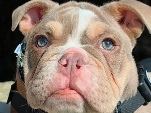 Supporting image for story: Puppy with the broken heart: Telford owner sheds tears of joy after fundraiser for Cooper reaches target