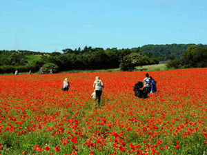 Supporting image for story: Nature lovers see red over poppies