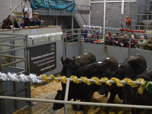 Supporting image for story: Roaring trade at Shrewsbury store cattle sale