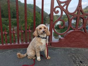 Supporting image for story: Telford's Ironbridge Alfie an internet favourite