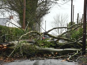 A fallen tree on Tullydraw Road near Dungannon