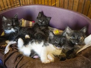 Supporting image for story: Vaccination of pets against Covid could be necessary, scientists suggest