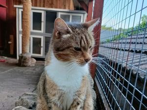 Supporting image for story: Appeal to find home for loving cat, Otis, whose owners never came back for him after moving house