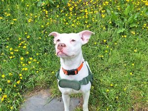Supporting image for story: Can you help adorable Jess? Bull terrier being looked after by RSPCA seeks forever home on eve of the charity's busiest day of the year.