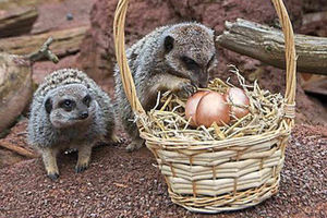 Supporting image for story: Meerkats given Easter treat
