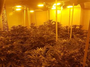 Supporting image for story: Rows of cannabis plants seized from Black Country drugs farm