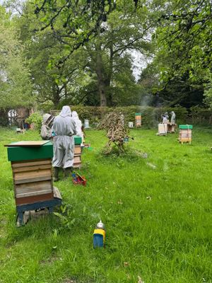 SSBKA is following No Mow May at its Shugborough teaching apiary