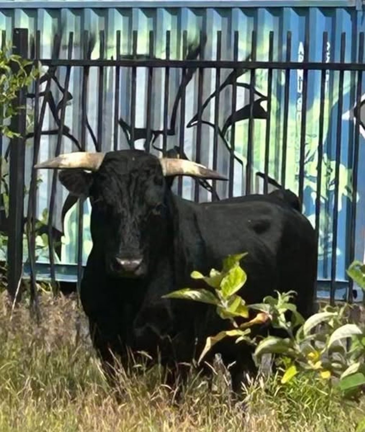 Bull seen running loose in Birmingham now in care of police