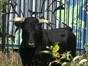 Supporting image for story: Bull seen running loose in Birmingham 'now in care of police'