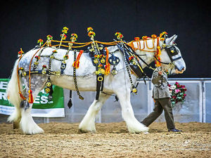 Supporting image for story: World's largest gathering of Shire horses returns to Stafford