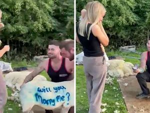 Supporting image for story: Moment West Midlands farmer proposes to girlfriend with spray-painted 'will you marry me?' message on a sheep