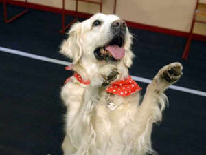 Supporting image for story: New home for Stourbridge and District Canine Society