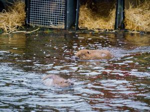 Supporting image for story: Beavers released into Highlands in moment of ‘wildlife history’