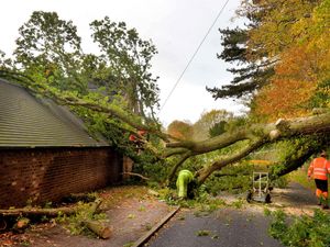 Supporting image for story: Giant oak tree splits into two blocking road for two days