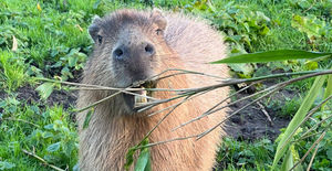 The zoo's capybara love the mud!