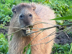 Supporting image for story: Shropshire attraction embracing the mud after weeks of rain