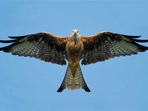 Supporting image for story: RSPB report highlights bird attacks in Shropshire