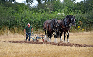 Derek Hilton ploughs the field with horses Albert and Ivan