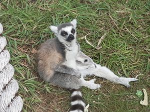 A lemur relaxing n the sun at the Wild Zoo