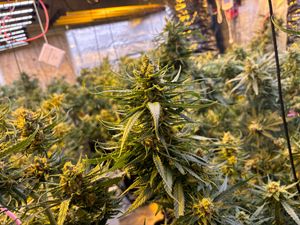 Supporting image for story: Shifnal farmer denies helping to grow £360,000 worth of cannabis plants with two other men