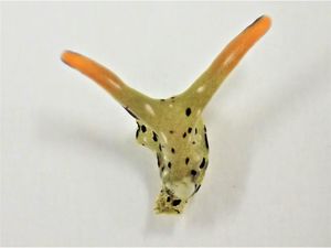 Supporting image for story: Sea slugs sever their own heads and regenerate new bodies, study suggests