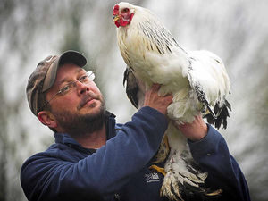 Supporting image for story: Shropshire's small-scale chicken owners face avian flu struggle